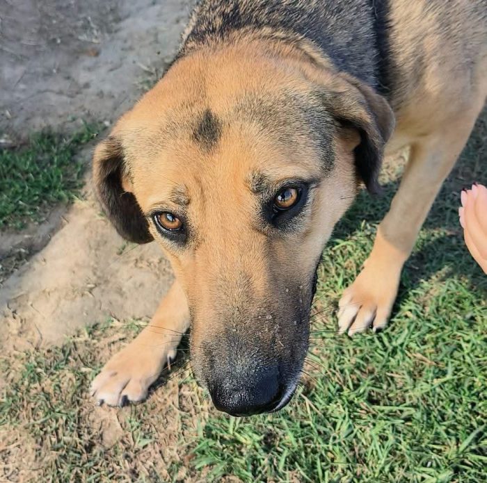 Lulù, strepitosa simil pastore t in adozione - media 6