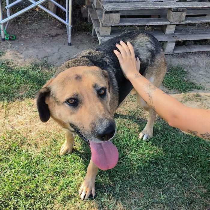 Lulù, strepitosa simil pastore t in adozione - media 4