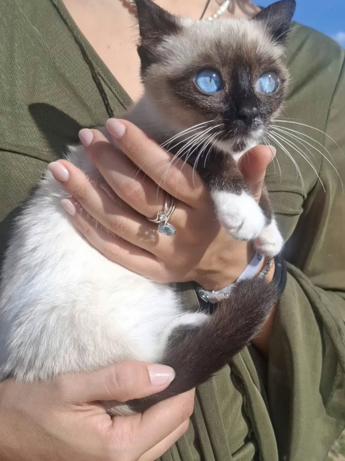 Merlino dolce gattino 3 mesi cerca casa - in adozione a Latina