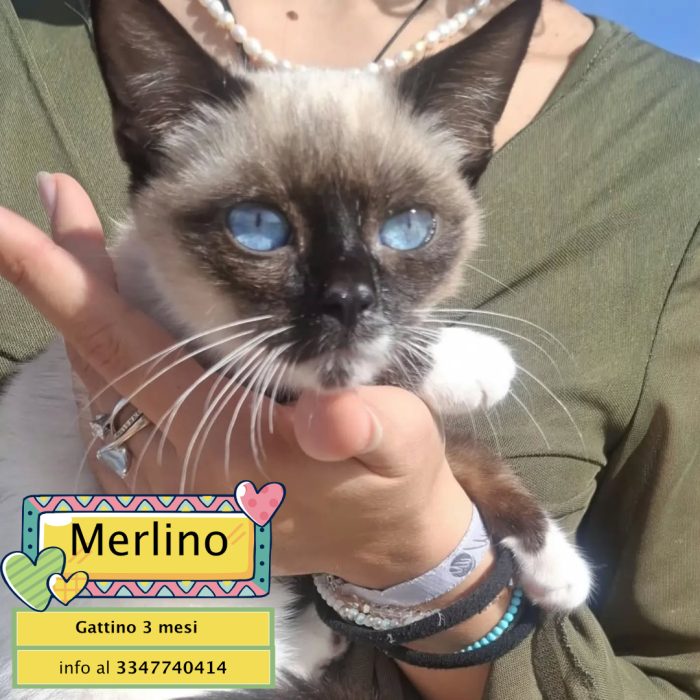 Merlino dolce gattino 3 mesi cerca casa - in adozione a Latina
