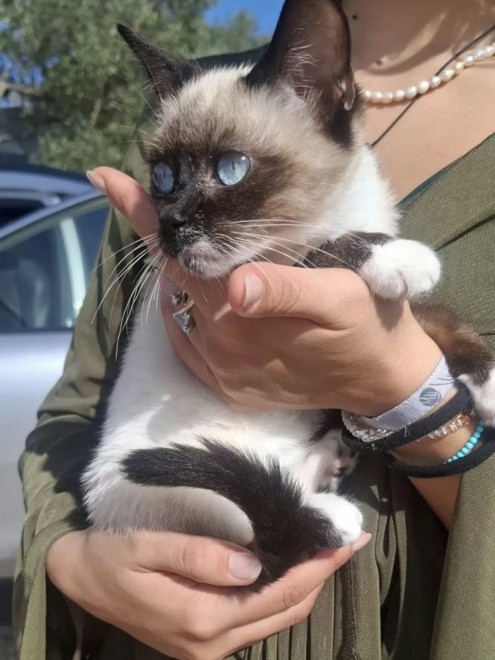 Merlino dolce gattino 3 mesi cerca casa - in adozione a Latina - media 4