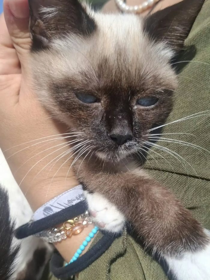 Merlino dolce gattino 3 mesi cerca casa - in adozione a Latina