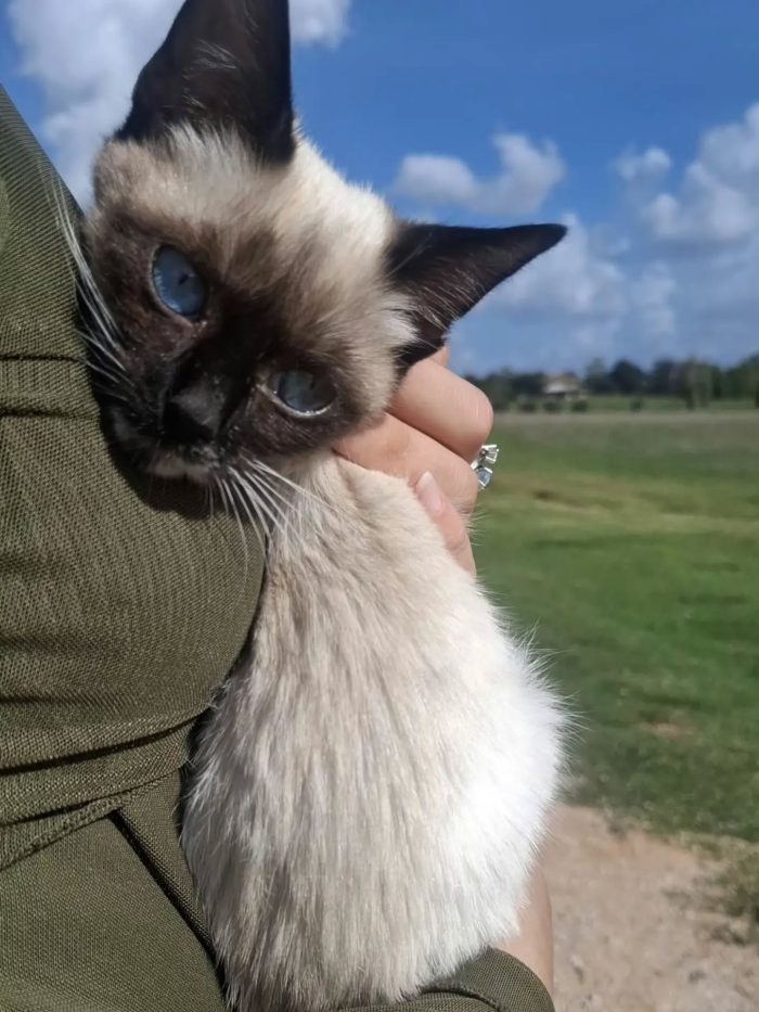 Merlino dolce gattino 3 mesi cerca casa - in adozione a Latina - media 5