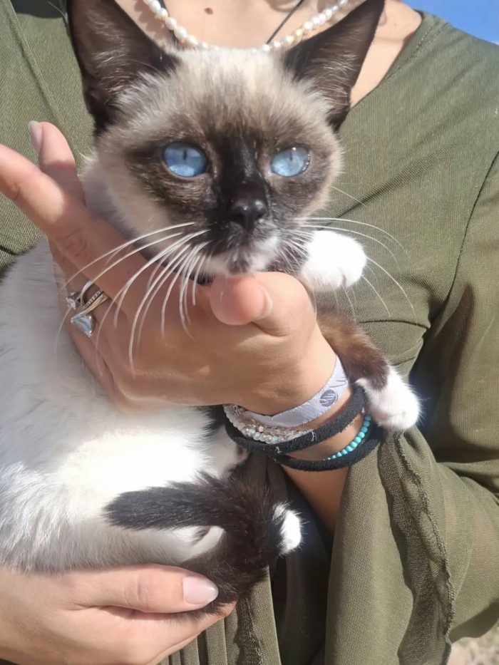 Merlino dolce gattino 3 mesi cerca casa - in adozione a Latina - media 6
