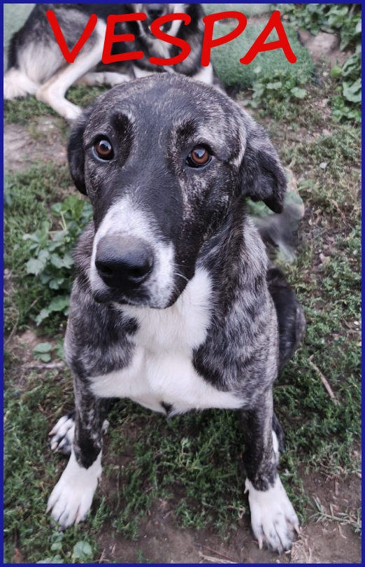 VESPA CUCCIOLOTTA 6-7 MESI SOGNA SOLO UNA FAMIGLIA DOVE CRESCERE FELICE!