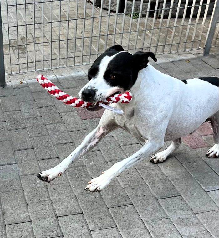 BLACK GENTILCANE
