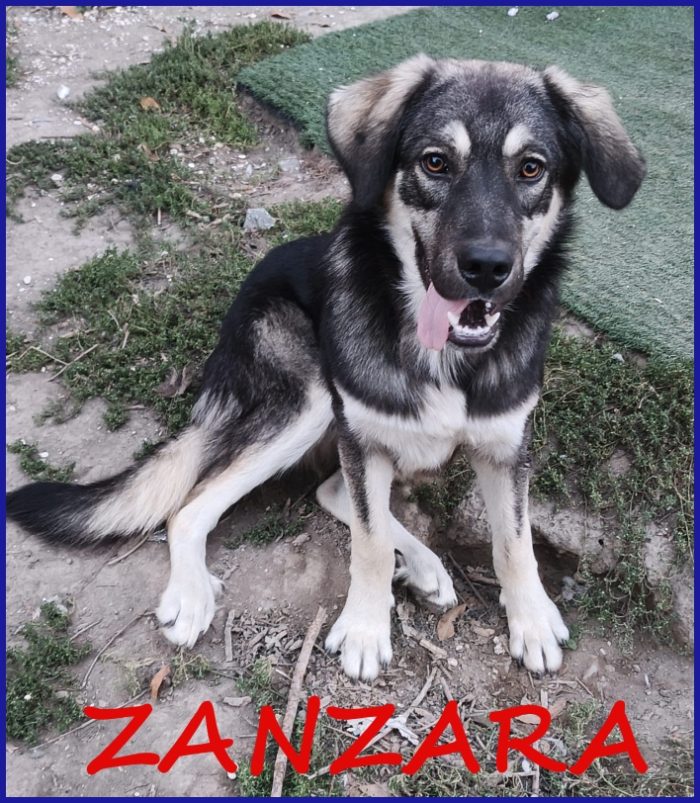 ZANZARA CUCCIOLOTTA 6-7 MESI VUOLE SOLO UNA MAMMA TUTTA PER SE!