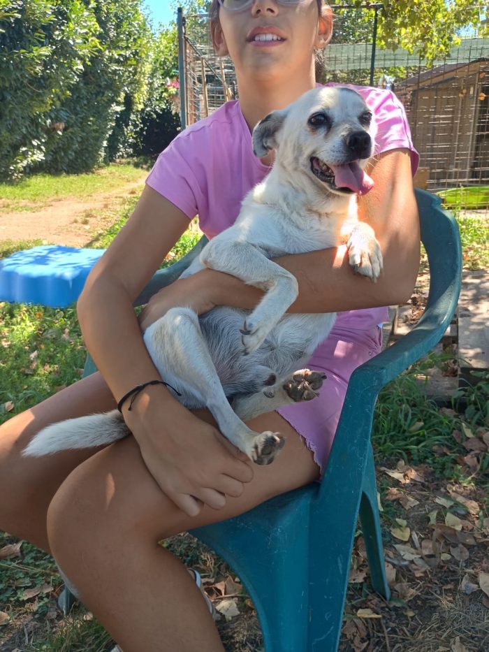 FIOCCO - cagnolino taglia piccola di 9 anni