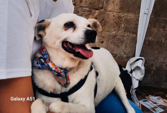 FIOCCO - cagnolino taglia piccola di 9 anni