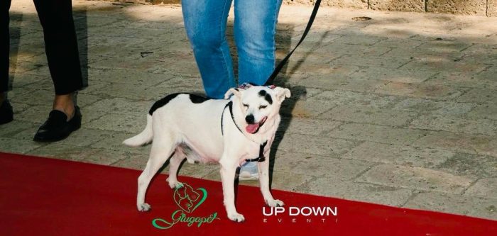 FIOCCO - cagnolino taglia piccola di 9 anni - media 4
