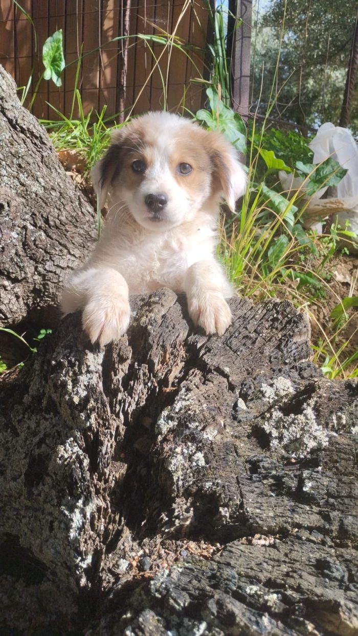 Noce splendida dolce cucciola cerca casa