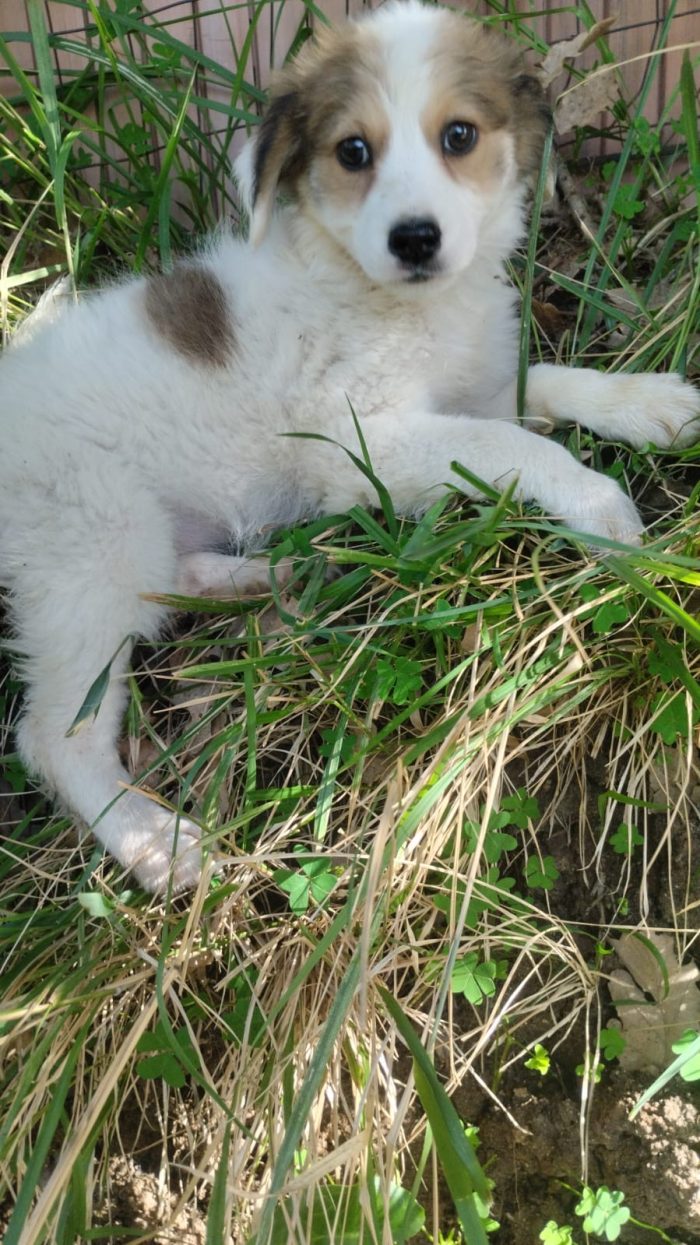 Noce splendida dolce cucciola cerca casa