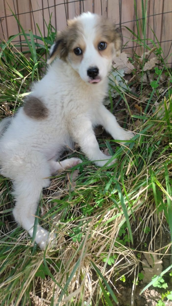 Noce splendida dolce cucciola cerca casa - media 6