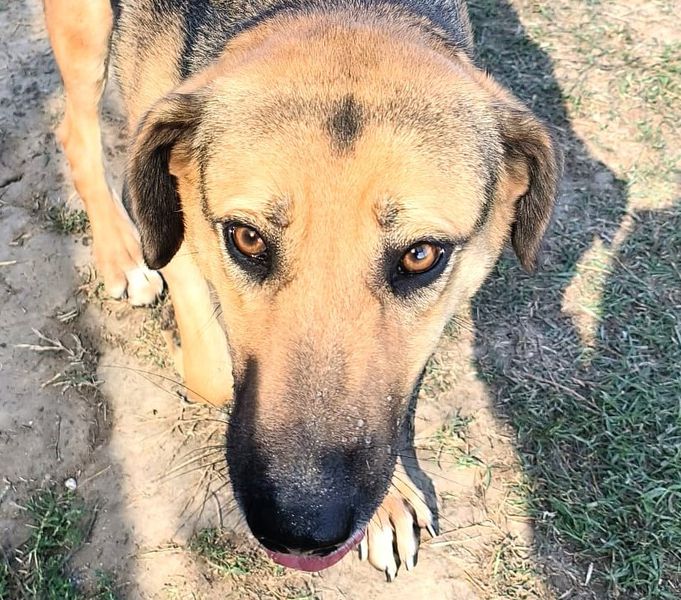 Lulù, strepitosa simil Pastore Tedesco