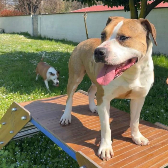 GOLD BELLISSIMO AMSTAFF
