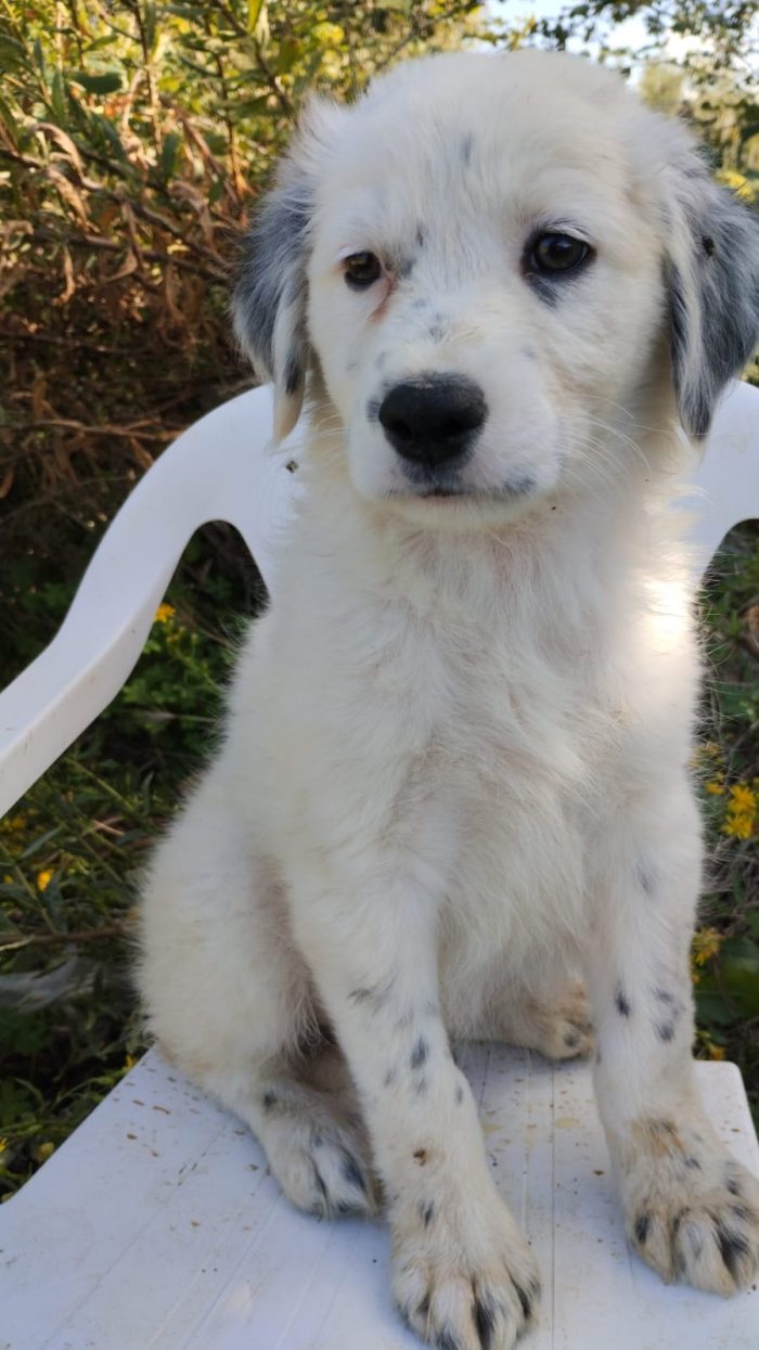 Pluto meraviglioso dolce cucciolo cerca casa - media 4