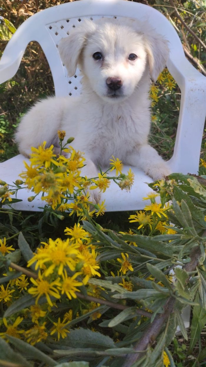 Sole splendida dolce cucciola cerca casa
