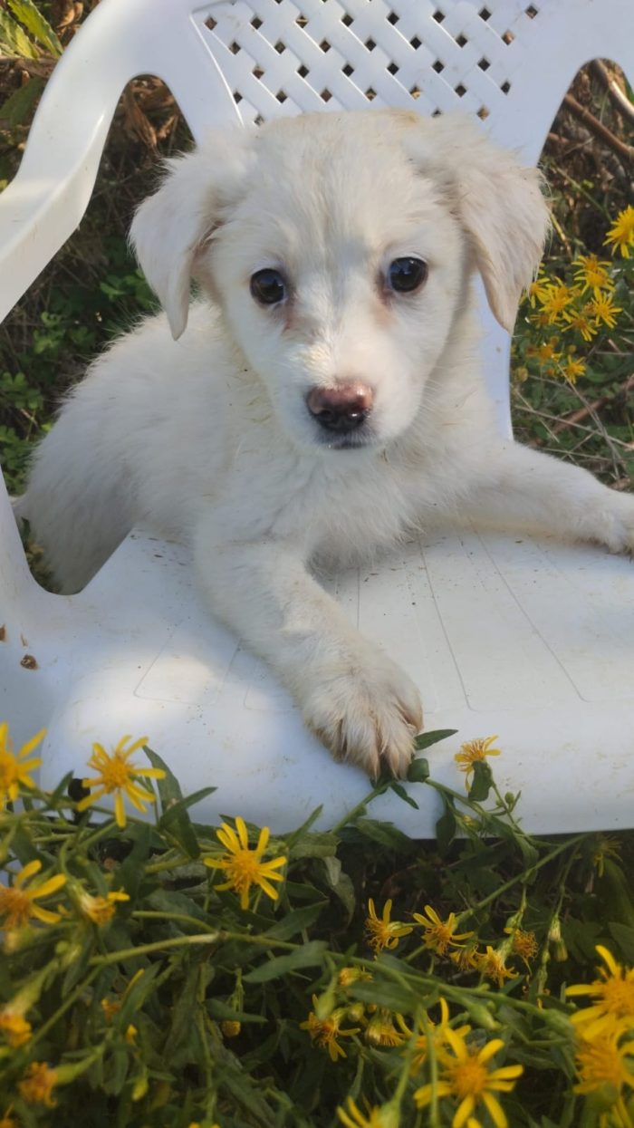 Sole splendida dolce cucciola cerca casa - media 7
