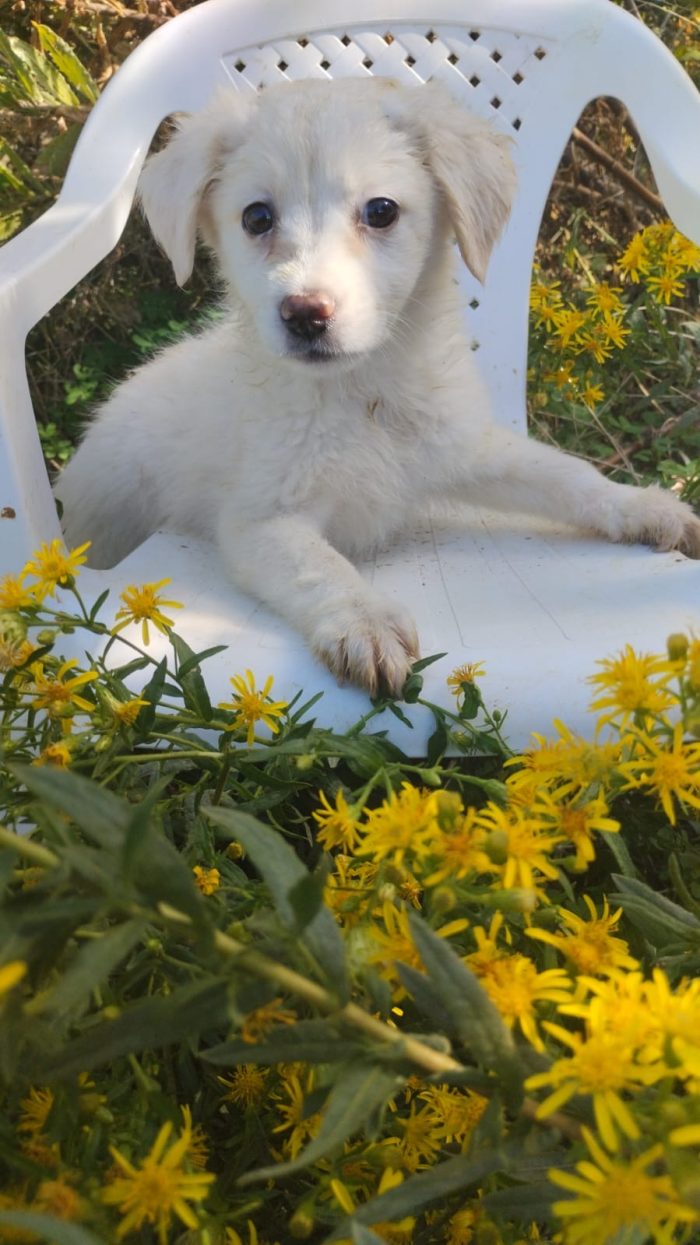 Sole splendida dolce cucciola cerca casa - media 6