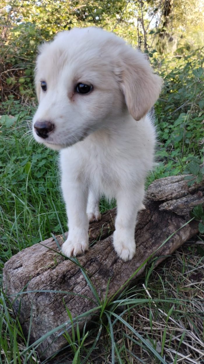 Mirtillo meraviglioso dolce cucciolo cerca casa - media 4