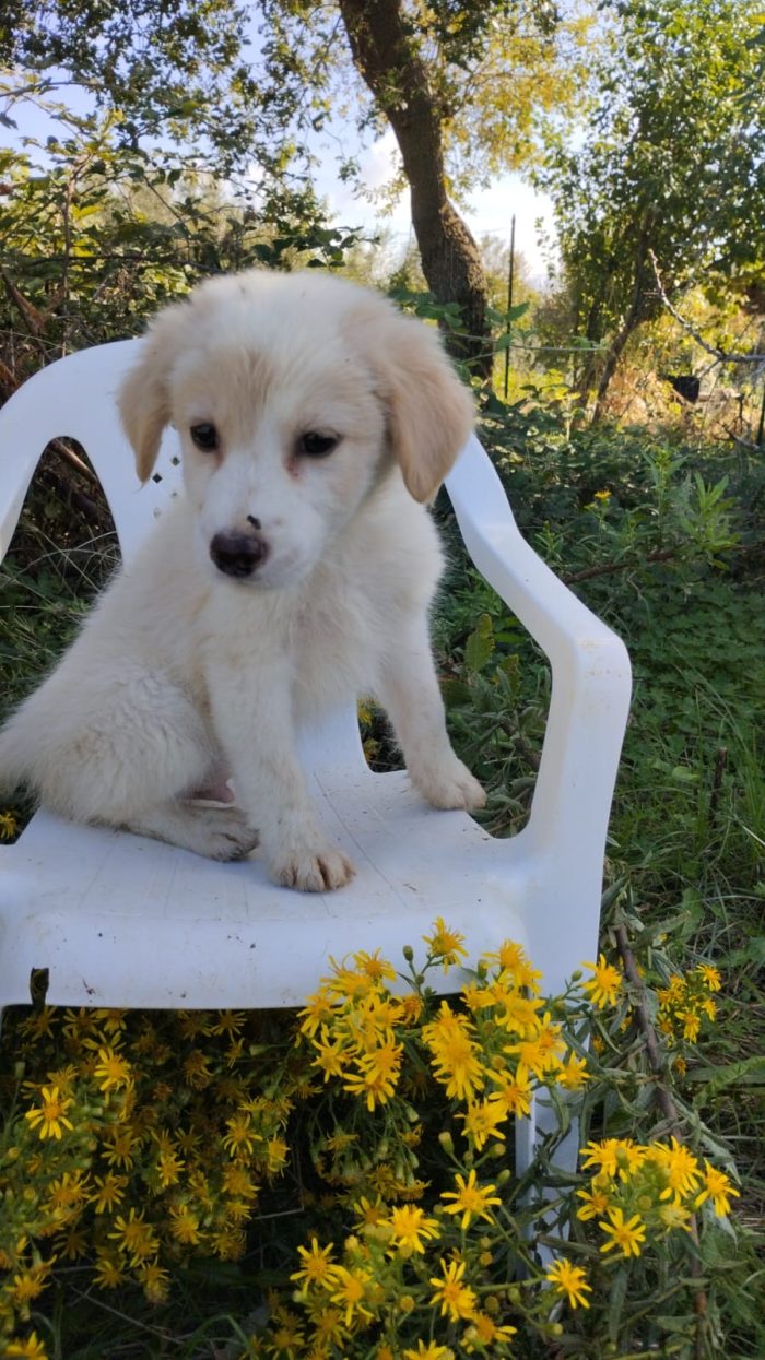 Mirtillo meraviglioso dolce cucciolo cerca casa