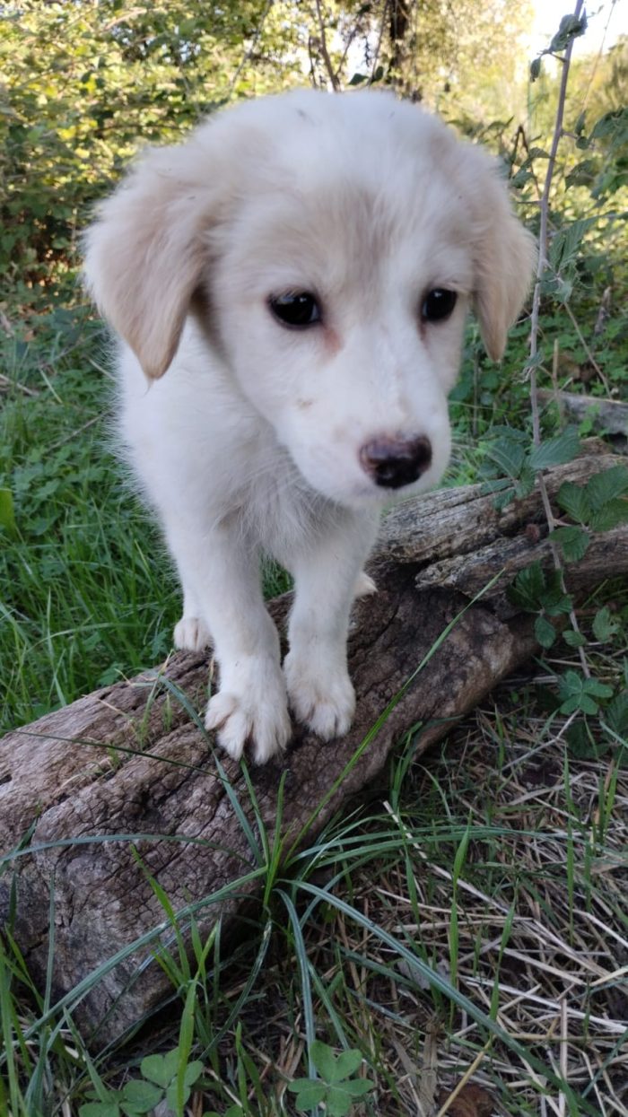 Mirtillo meraviglioso dolce cucciolo cerca casa - media 5