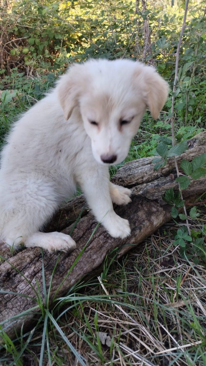 Mirtillo meraviglioso dolce cucciolo cerca casa - media 9