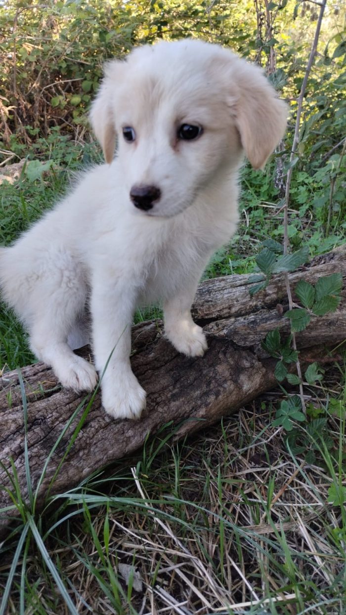 Mirtillo meraviglioso dolce cucciolo cerca casa - media 7