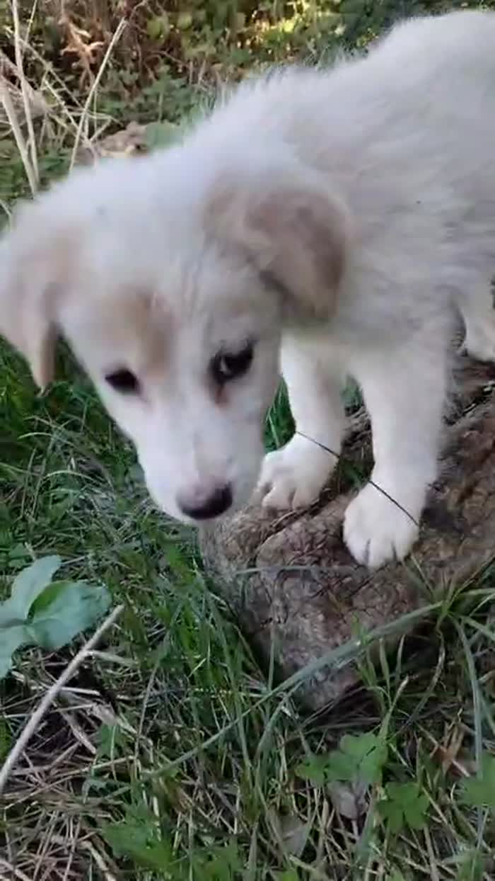 Mirtillo meraviglioso dolce cucciolo cerca casa - media 10