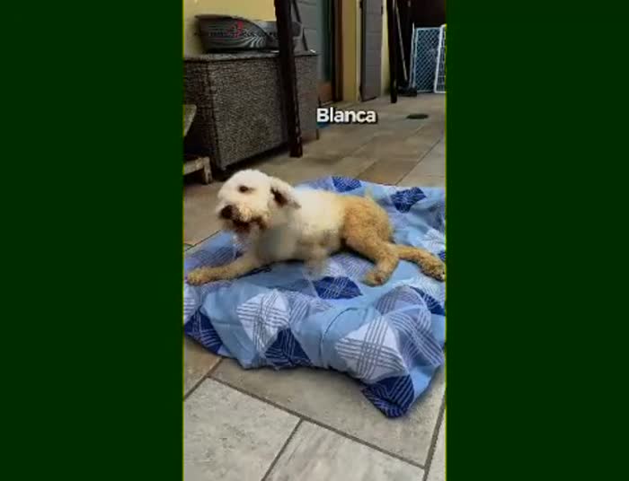 BOBB, fantastico cucciolone diversamente abile - media 7