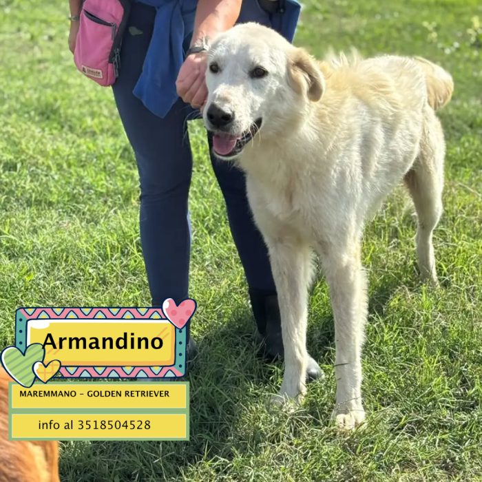 Armandino dolce mix maremmano golden retriever cerca casa - in adozione