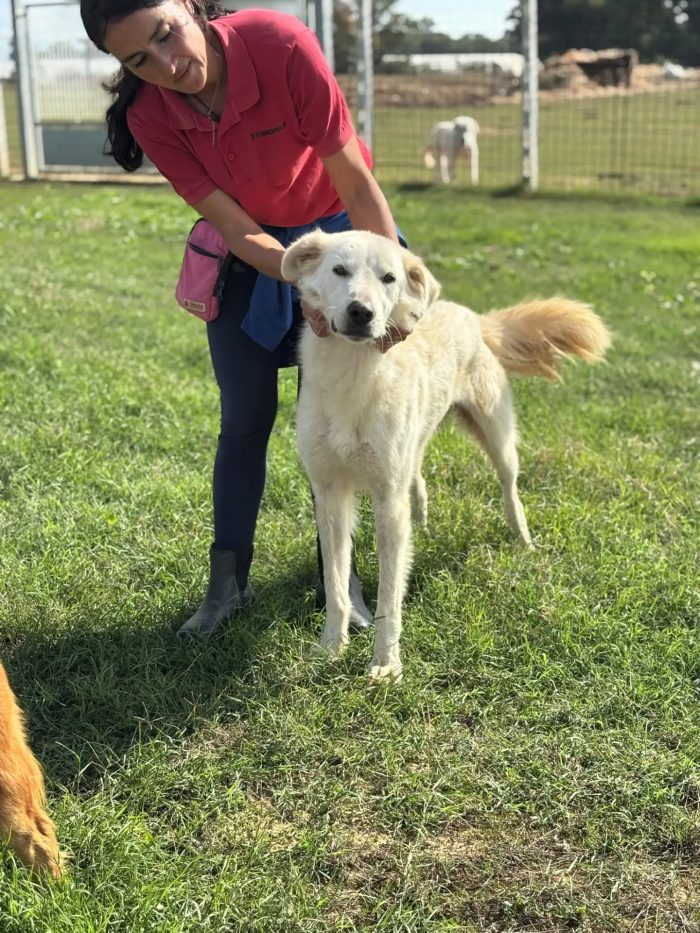 Armandino dolce mix maremmano golden retriever cerca casa - in adozione