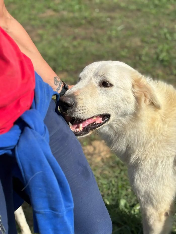 Armandino dolce mix maremmano golden retriever cerca casa - in adozione
