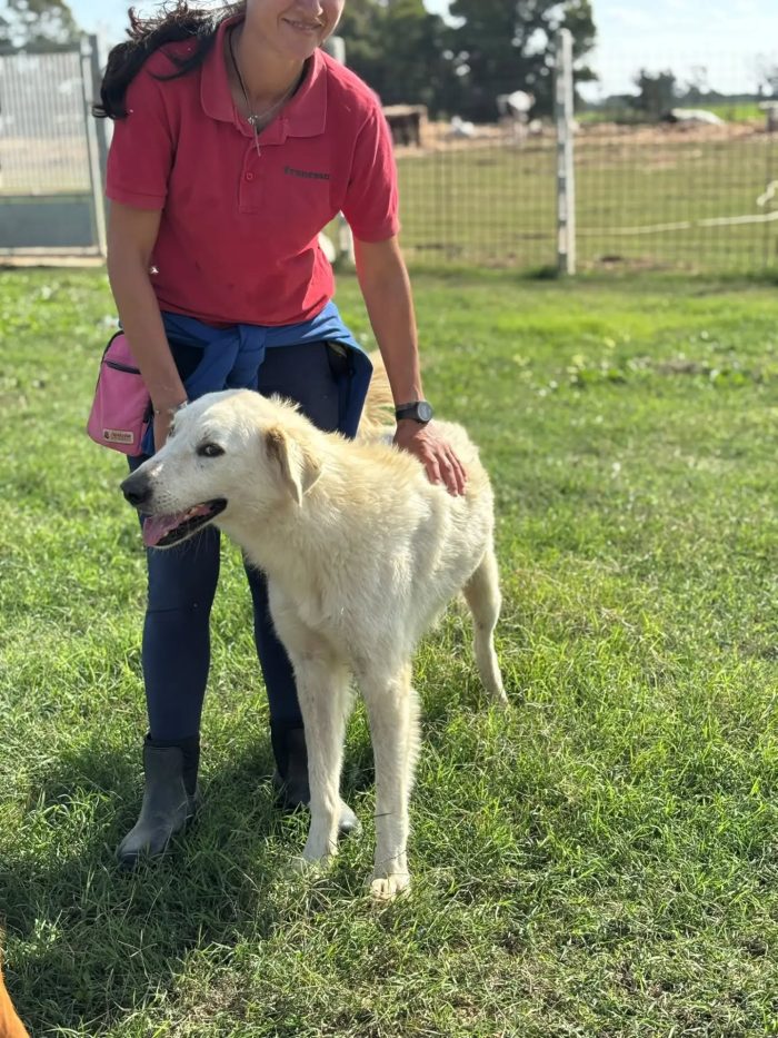 Armandino dolce mix maremmano golden retriever cerca casa - in adozione - media 4
