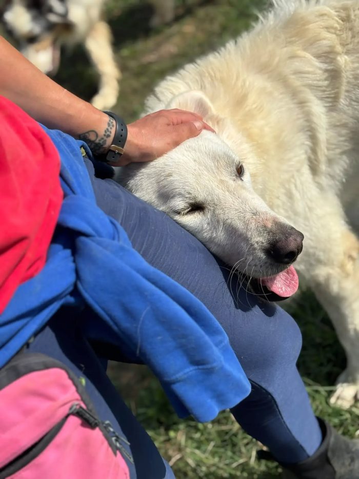 Armandino dolce mix maremmano golden retriever cerca casa - in adozione - media 5
