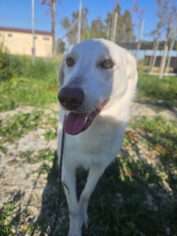 Chiara splendida giovanotta simil Labrador cerca famiglia amorevole