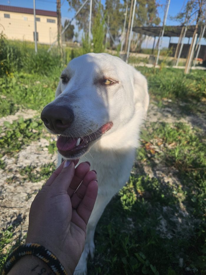 Chiara splendida giovanotta simil Labrador cerca famiglia amorevole