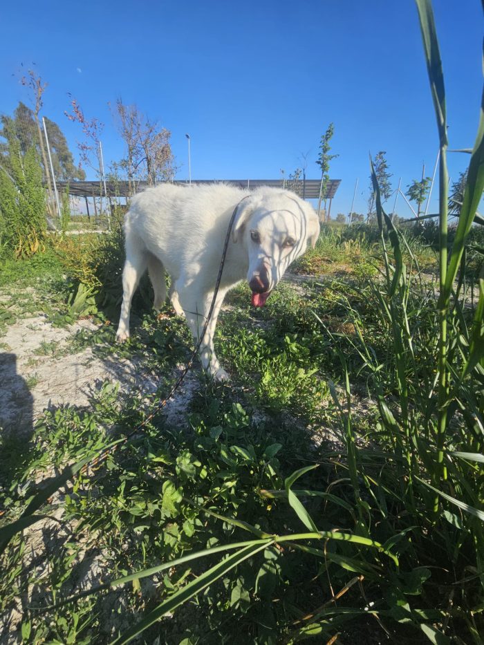Chiara splendida giovanotta simil Labrador cerca famiglia amorevole - media 5