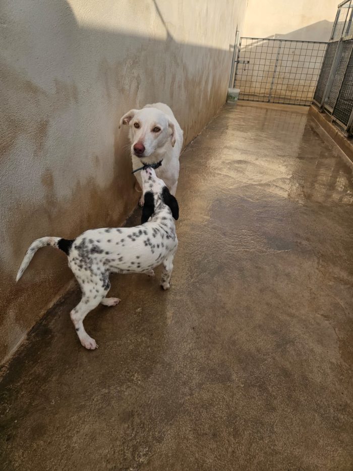 Chiara splendida giovanotta simil Labrador cerca famiglia amorevole - media 6