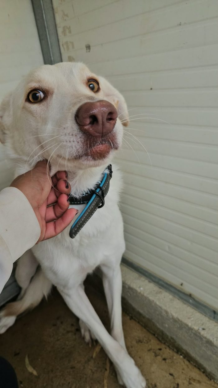 Chiara splendida giovanotta simil Labrador cerca famiglia amorevole - media 7