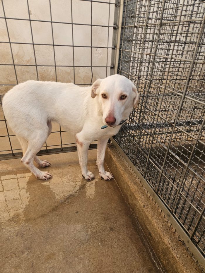 Chiara splendida giovanotta simil Labrador cerca famiglia amorevole - media 8