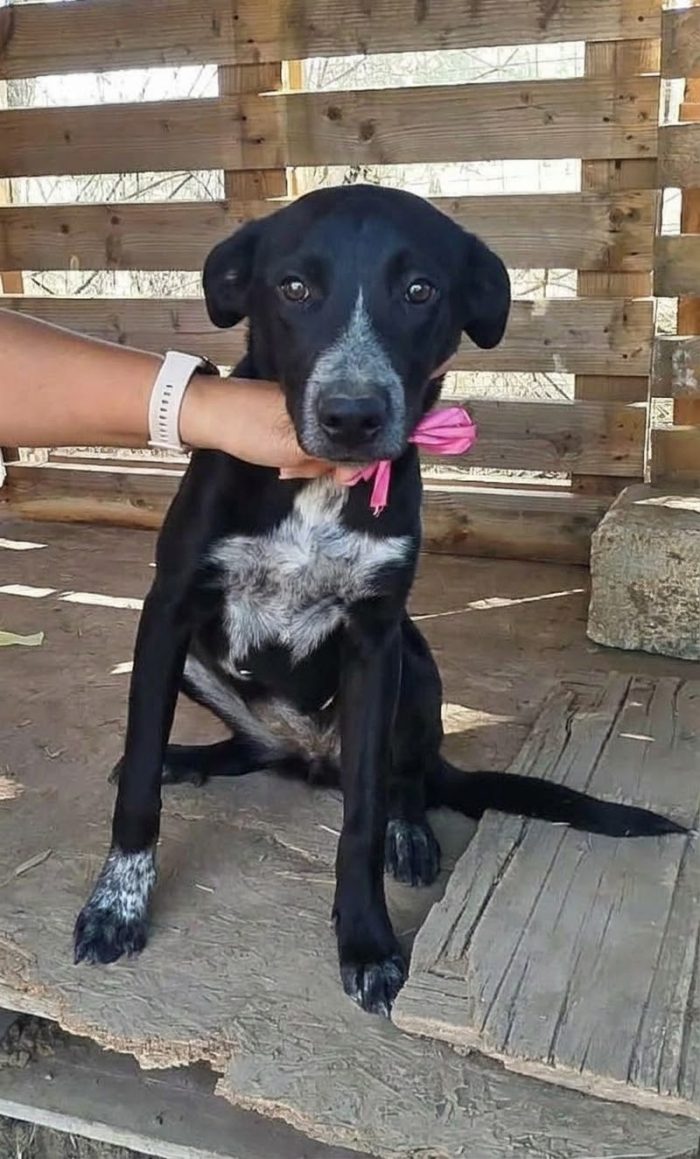 Lilia una dolcissima cucciolotta cerca casa