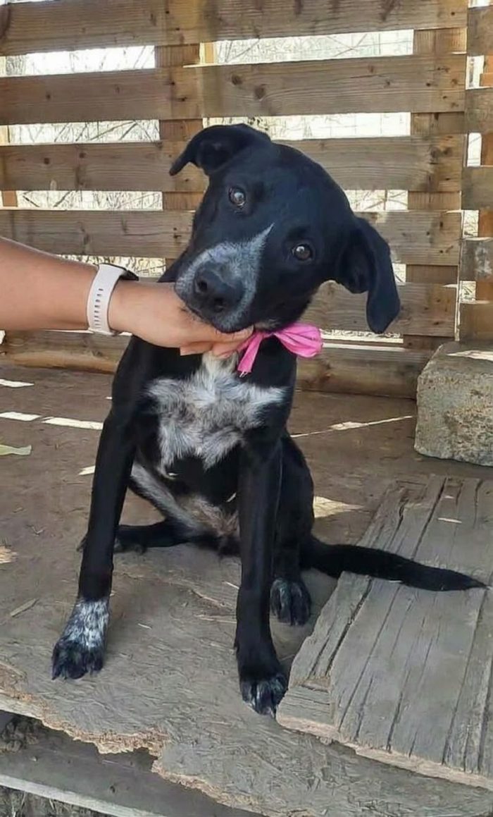 Lilia una dolcissima cucciolotta cerca casa - media 6
