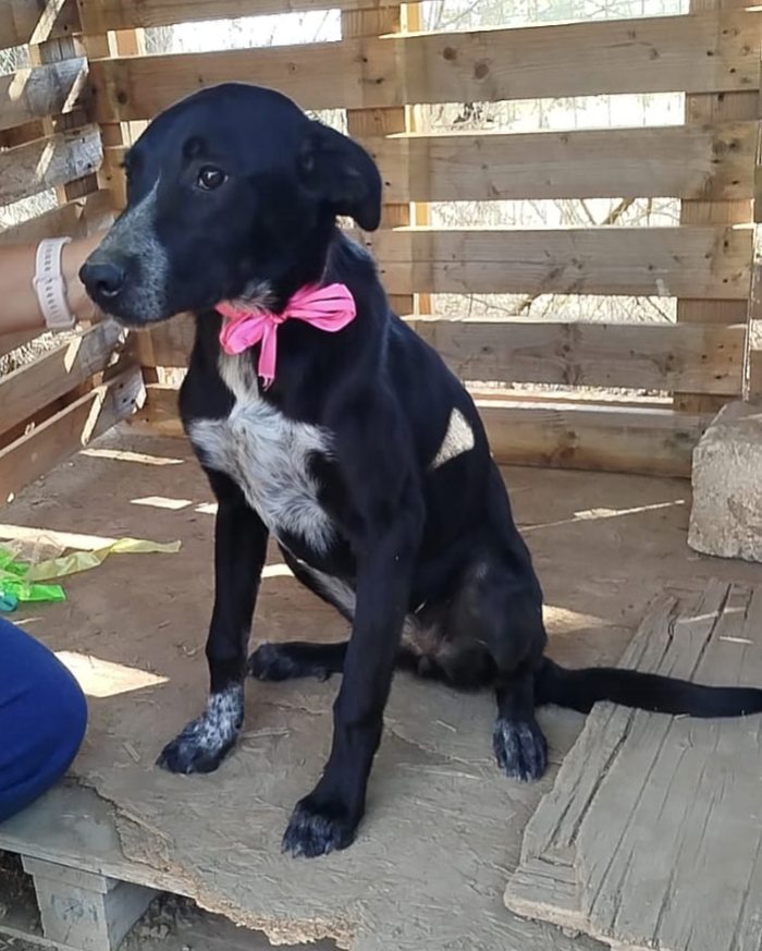 Questa cagnolina è ancora in attesa di una famiglia