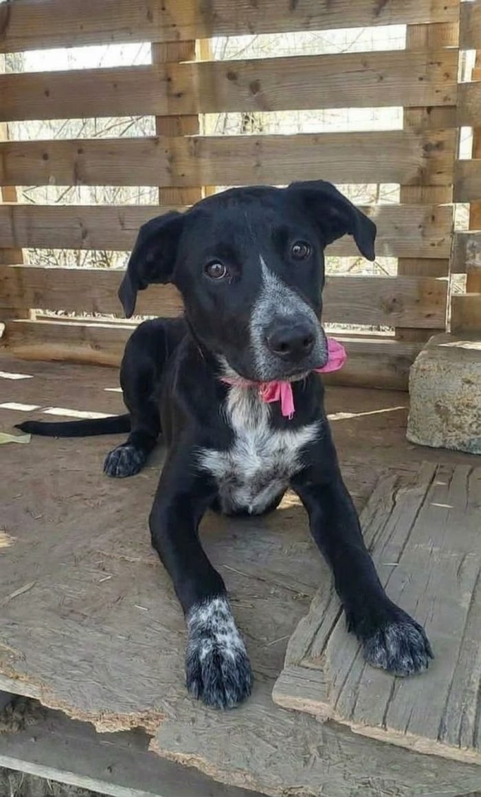 Questa cagnolina è ancora in attesa di una famiglia