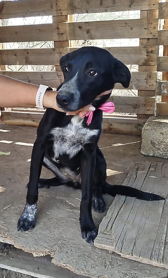 Questa cagnolina è ancora in attesa di una famiglia - media 5