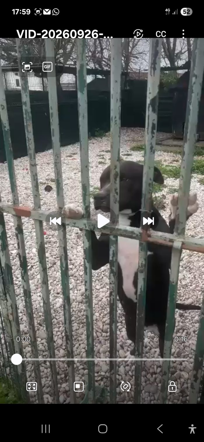 Simil Pitbull nera(con macchie bianche) sui 6ann8..da 2anni non esce dal box! Mantova