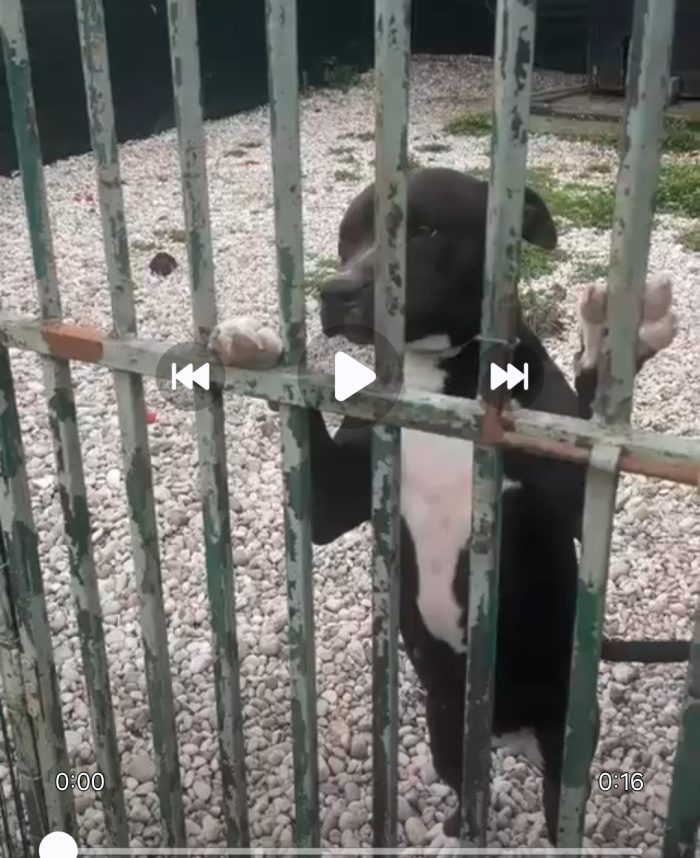 Simil Pitbull nera(con macchie bianche) sui 6ann8..da 2anni non esce dal box! Mantova