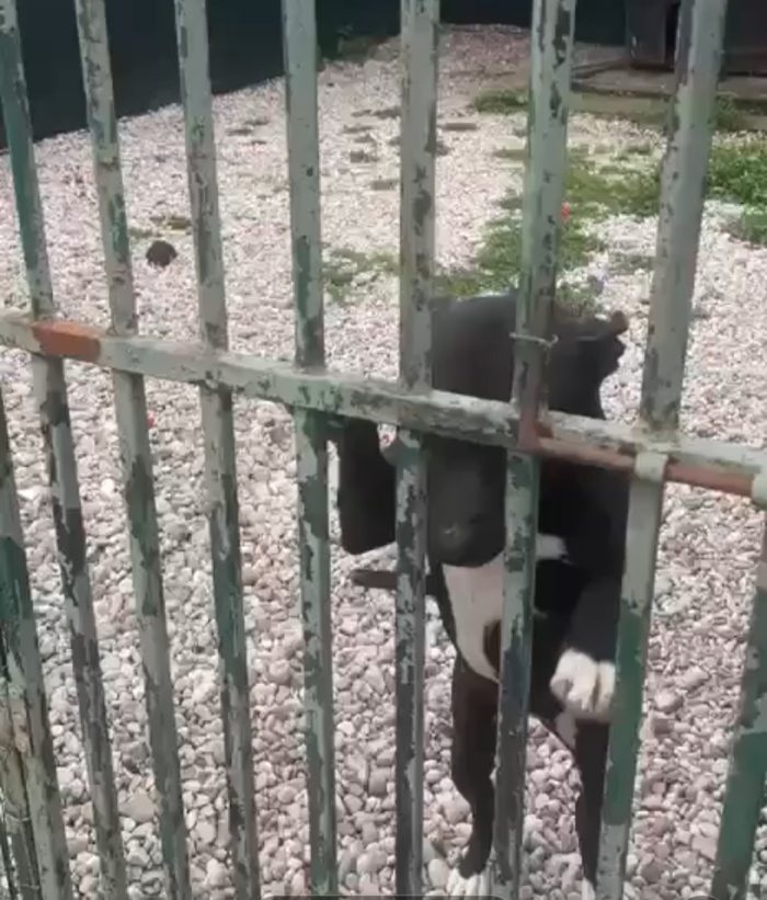 Simil Pitbull nera(con macchie bianche) sui 6ann8..da 2anni non esce dal box! Mantova