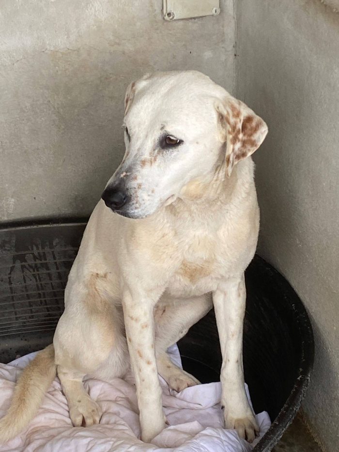 Lulù cagnolina meravigliosa